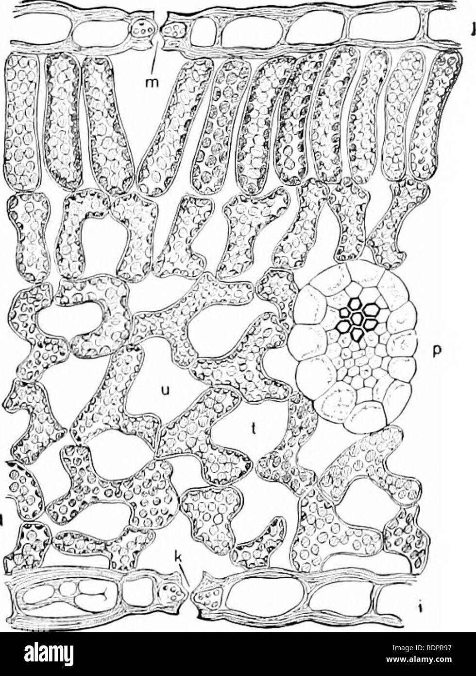 . Einführung in die Botanik. Botanik. Einführung in die Botanik. chloroplasten liegen innerhalb der Zellen und schließen gegen die Wände, und das für die Zirkulation der Luft es gibt Räume zwischen den Zellen, die sich in der Kommunikation mit der stomata. Ein Verweis auf Bild. 36 wird das Verhältnis der Chloroplasten an den Rest des Blattes Struktur zeigen. Die Zellen der oberen Seite des Blattes, bezeichnet die palisade Zellen werden in regelmäßiger Reihenfolge mit ihren langen Achsen parallel zur Richtung des einfallenden Lichts eingestellt; die Chlo - roplasts sind eingebettet in die lebendige Substanz des protoplast, welche Leitungen die Zelle Wal Stockfoto
