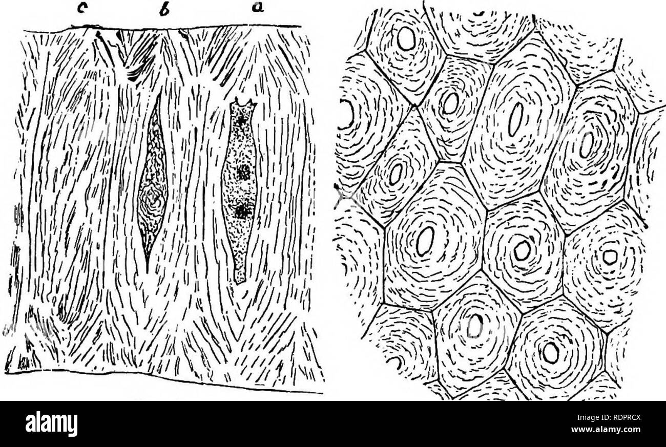 . Botanik für Schulen und Hochschulen. Botanik. Fio. 68. Kg. 58. - Sclerenchyma-Zellen des Shell (Endokarp) des Hickory - Mutter (Ozrj/a u. a.), die parallel zu der Oberfläche von der Mutter. X400. Abb. 69.- Sclerenchyma-Zellen des Shell (Endokarp) des Hickory (Carya Atita), an der rechten genommen - Winkel auf der Oberfläche von der Mutter. X400. Zwei oder drei mal so lang wie breit, und die Verdickung ist so groß wie fast ganz ihrer Hohlräume zu tilgen; die verdickten Wänden sind. Abb. 60. Fia. 61. Abb. 60.- Sclerenohymacells der Samenschale von Echlmcyetis lobata, aus einem Abschnitt im rechten Winkel zur Stockfoto