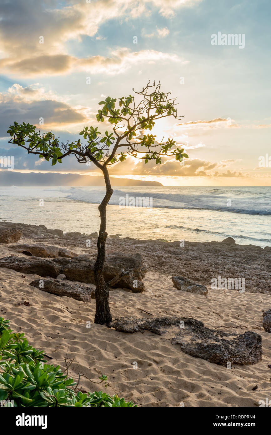 Regenschirm Baum an Rocky Point auf der North Shore von Oahu, Hawaii bei Sonnenuntergang mit hoher Brandung, sand, und Coral Stockfoto