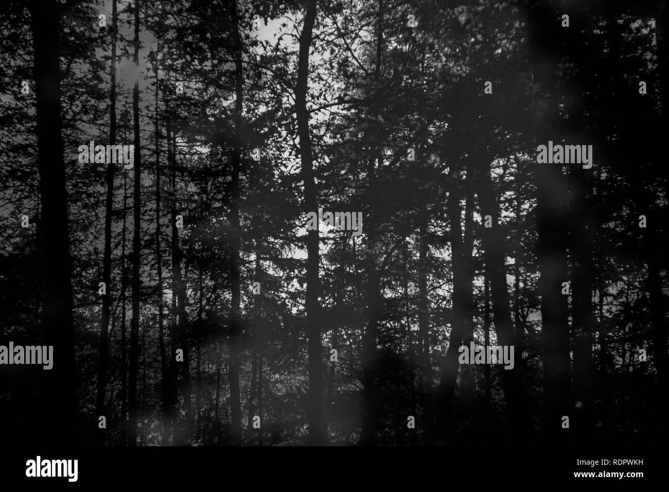 Mystische Art der Wald Landschaften Stockfoto