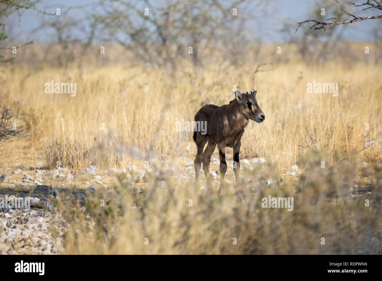 Oryx, Gemsbuck, Südafrikanische Oryx (Oryx gazella) Kalb Stockfoto