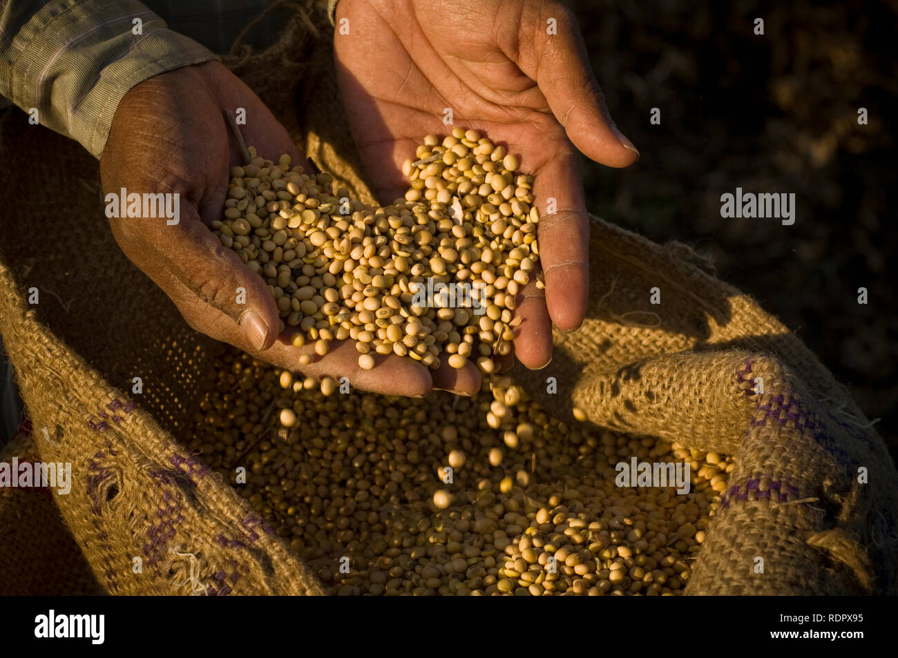 Nahaufnahme einer Hand, die ganze Körner von Sojabohnen aus Jute Tasche. Eine landwirtschaftliche Produkte aus Indien. Stockfoto