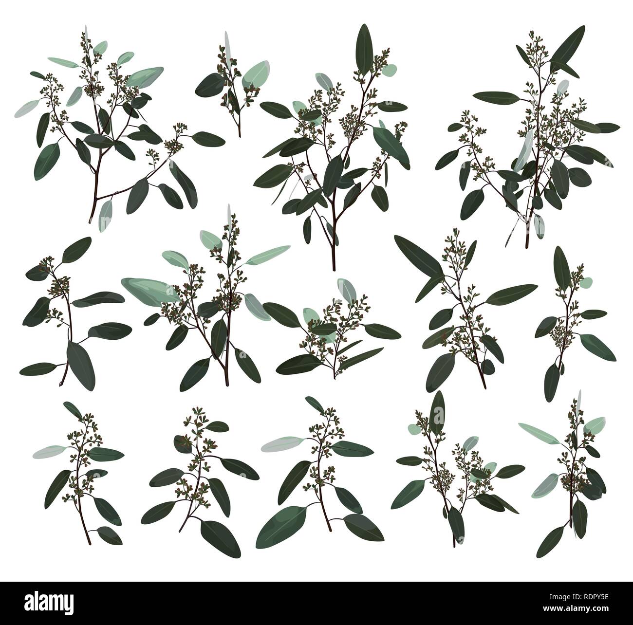 Eukalyptus Silber, Zerin, zinerarie, Grün, Gum Tree Laub natürliche Blätter und Zweige designer Kunst tropische Elemente einstellen Bündel Hand in wa gezeichnet Stock Vektor