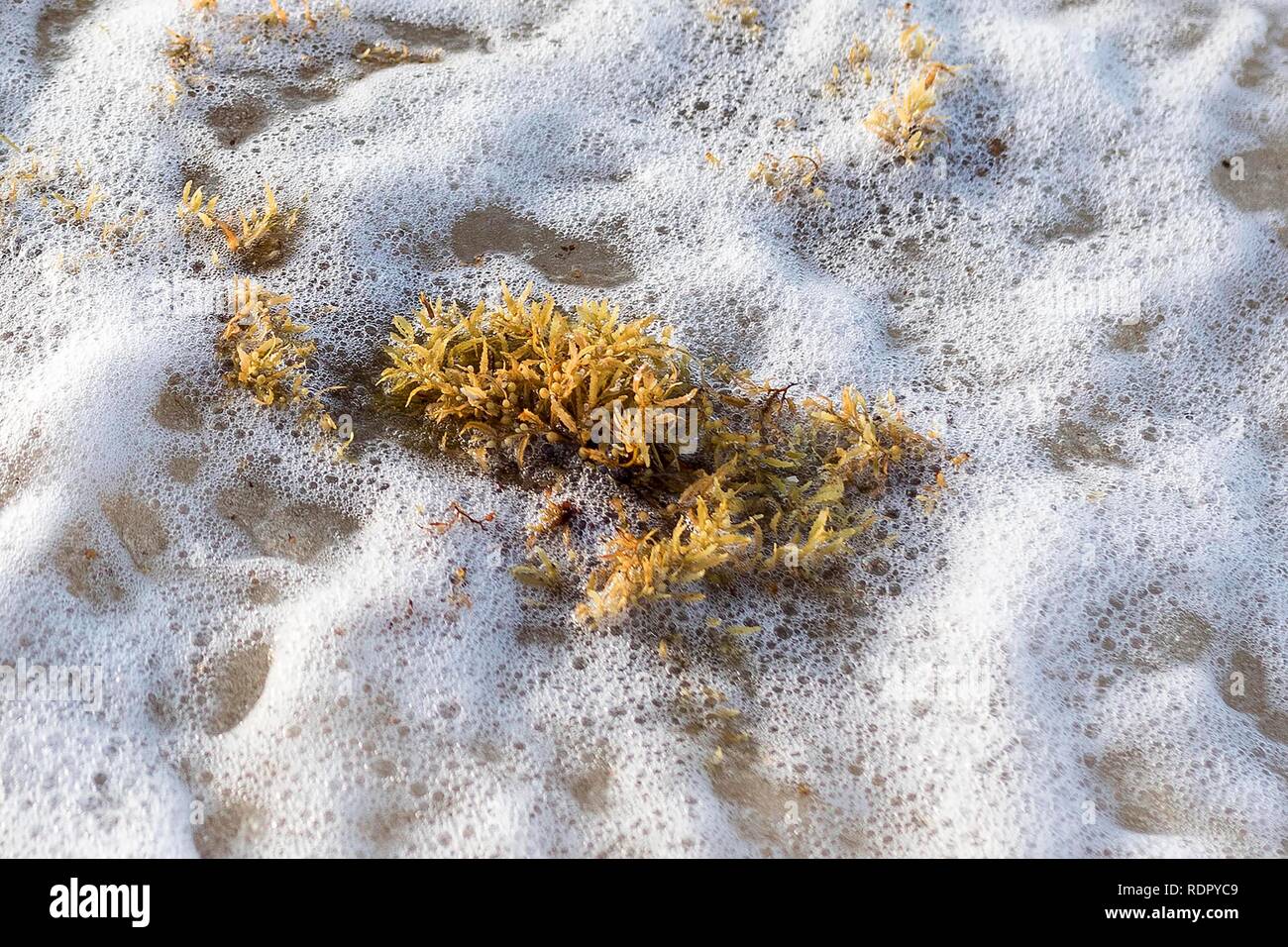 Sargassum Algen, eine Gattung von Braun (Klasse Phaeophyceae) Makroalgen (Algen) in der Reihenfolge, in der Fucales, an der karibischen Küste in Mexiko gewaschen Stockfoto