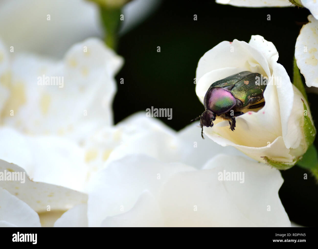 Europäischer Rosenkratzer auf weißer Rose, Cetonia aurata Stockfoto
