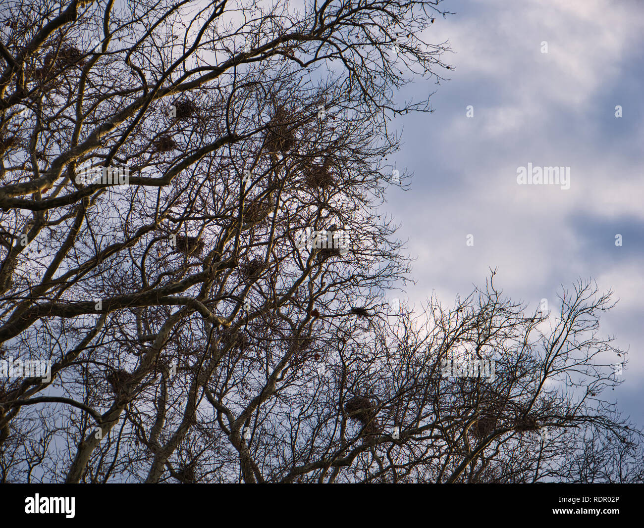 Blick in eine große Baumkrone mit zahlreichen Nester und dramatische Wolken im Hintergrund Stockfoto