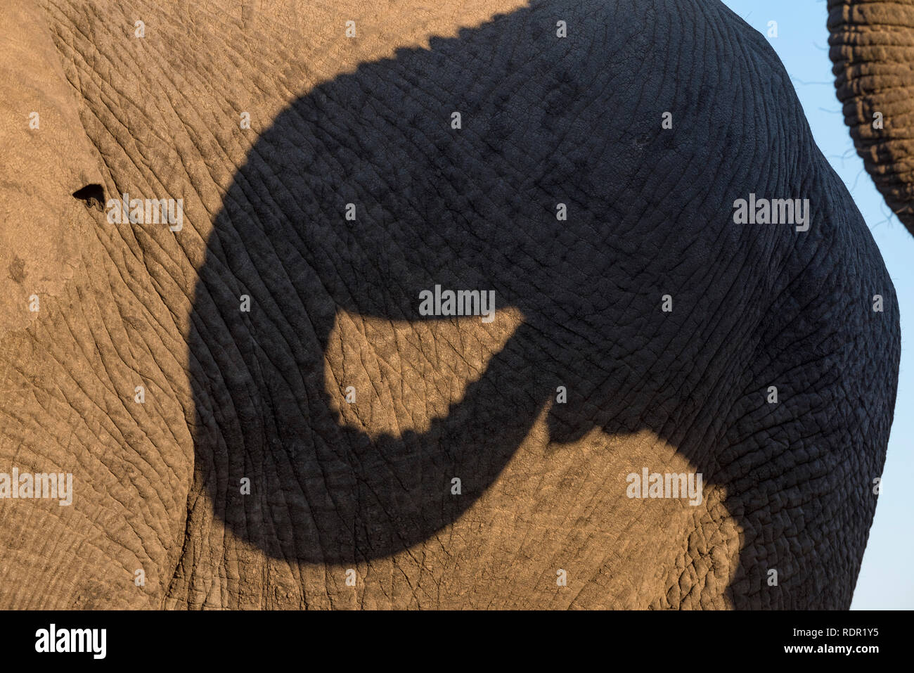 Afrikanischer Elefant Loxodonta africana gesehen im Hwange Nationalpark in Simbabwe. Stockfoto