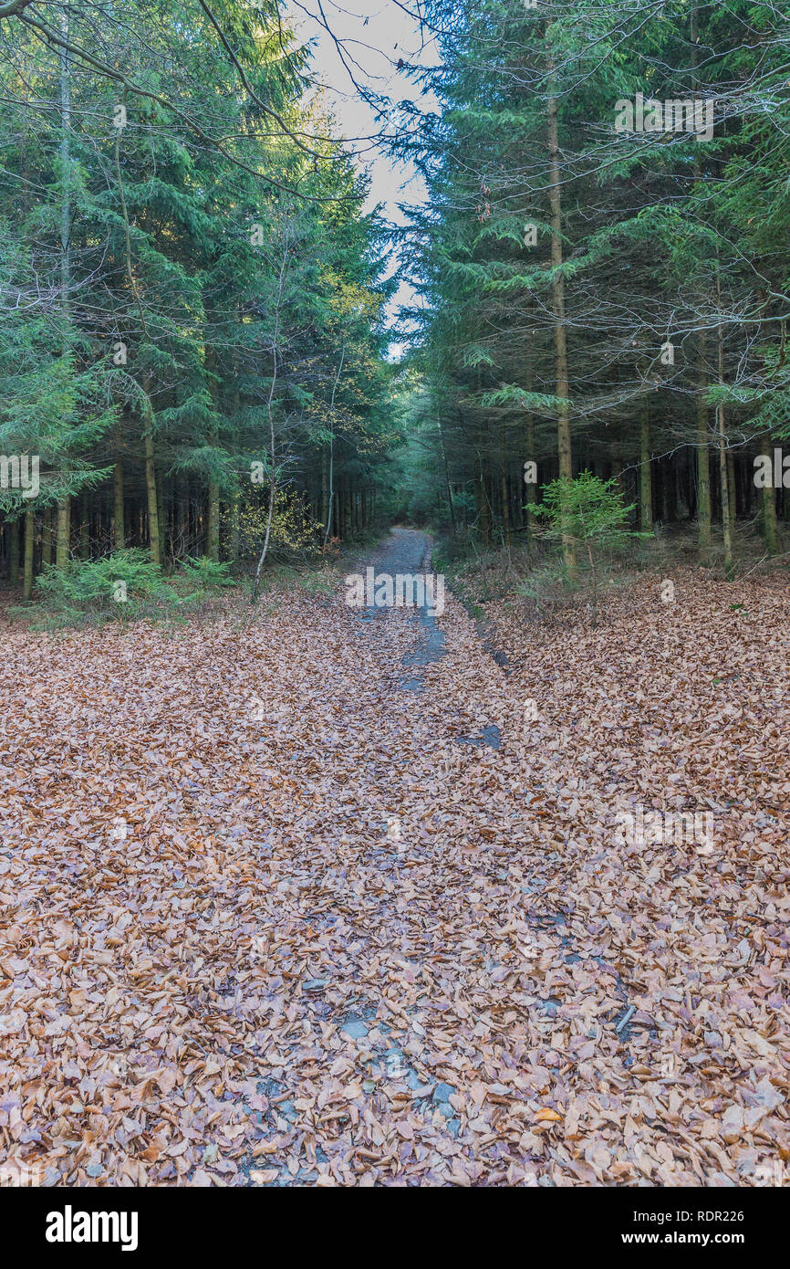 Schönes Bild von einem Feldweg mit Blättern bedeckt unter Pinien mitten im Wald an einem herrlichen Tag in den Belgischen Ardennen Stockfoto