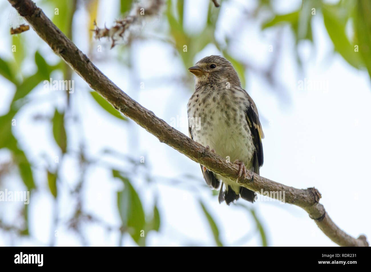 Stieglitz (Carduelis carduelis). Russland Stockfoto