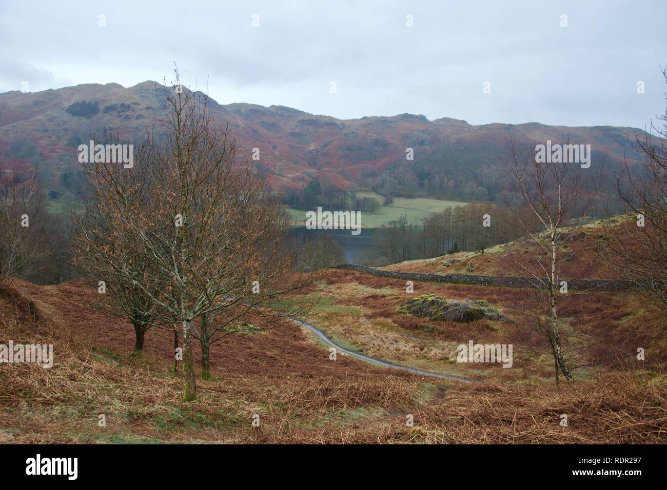 Tal im Lake District (Cumbria, England). Kleine Tarn (Bergsee) vor einem Feld und einer fiel (Berg). Die Bracken und Gras ist orange Stockfoto