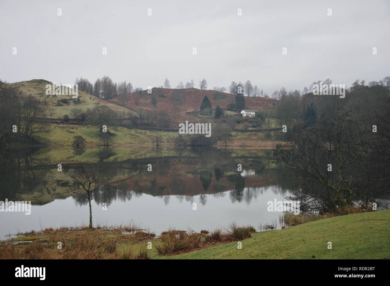 Loughrigg Tarn, Lake District, Cumbria, UK). White farm Gebäude, Bäume und Hügel auf einem grauen Frühlingstag mit herbstlichen Braun Adlerfarn und grauer Himmel, al Stockfoto