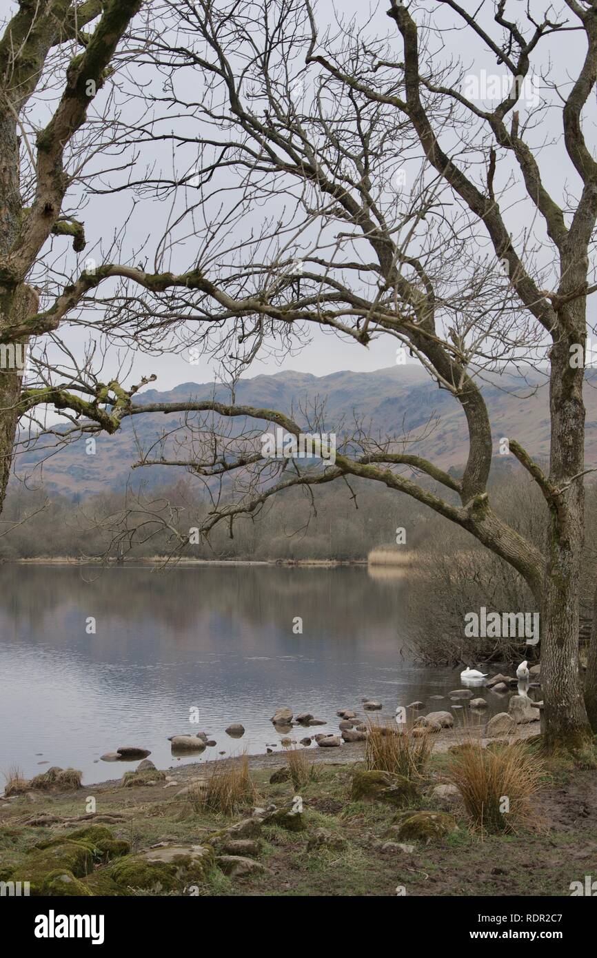 Kahlen Bäumen und Enten am Ufer eines ruhigen See. Niedrige Berge in der Ferne; Grau, matt Tag; Reflexionen in immer noch Wasser. Schilf und Felsen an der Küste. W Stockfoto