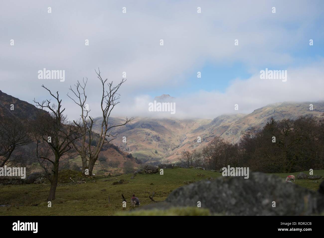 Langdale, den Lake District (Cumbria, England). Pastorale grüne Felder im Vordergrund mit Schafen, kahlen Bäumen und Trockenmauern. Nebel Zusammenhaengen m Stockfoto