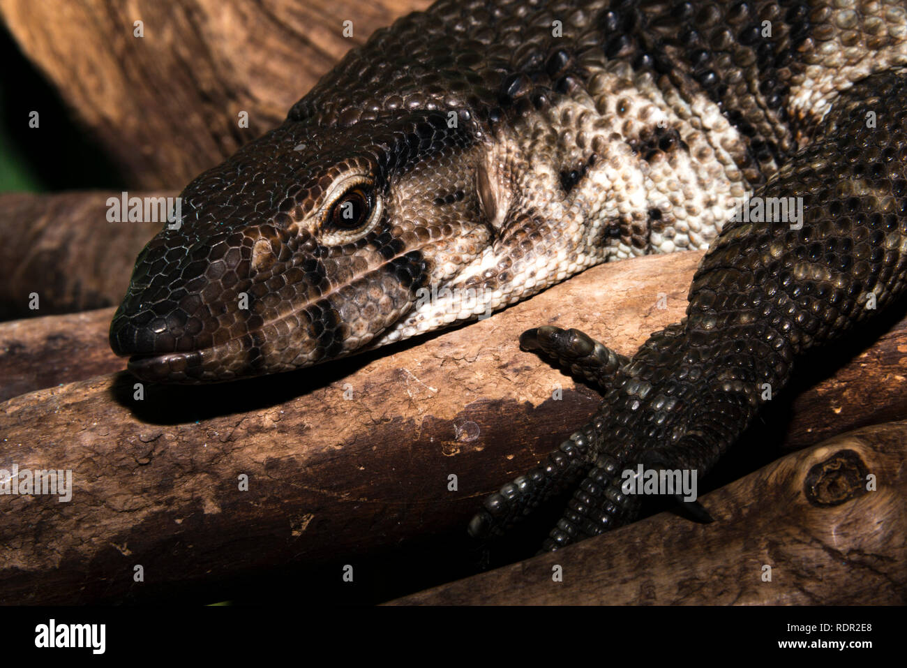 Asiatischer Wasser-Monitor (Varanus Salvator) Stockfoto