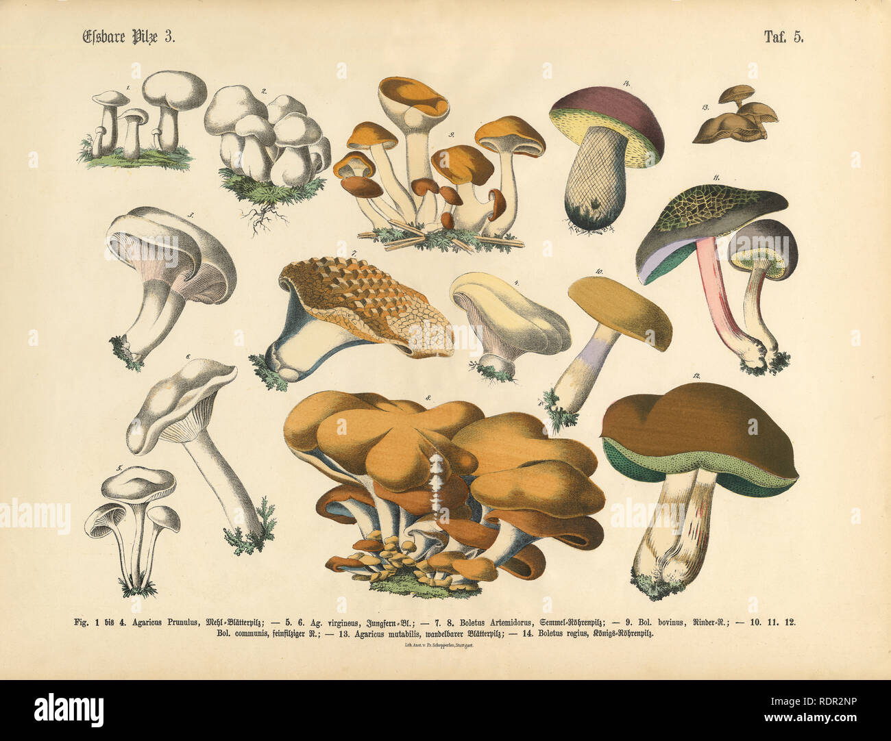 Essbare Pilze, viktorianischen botanischen Abbildung Stockfoto