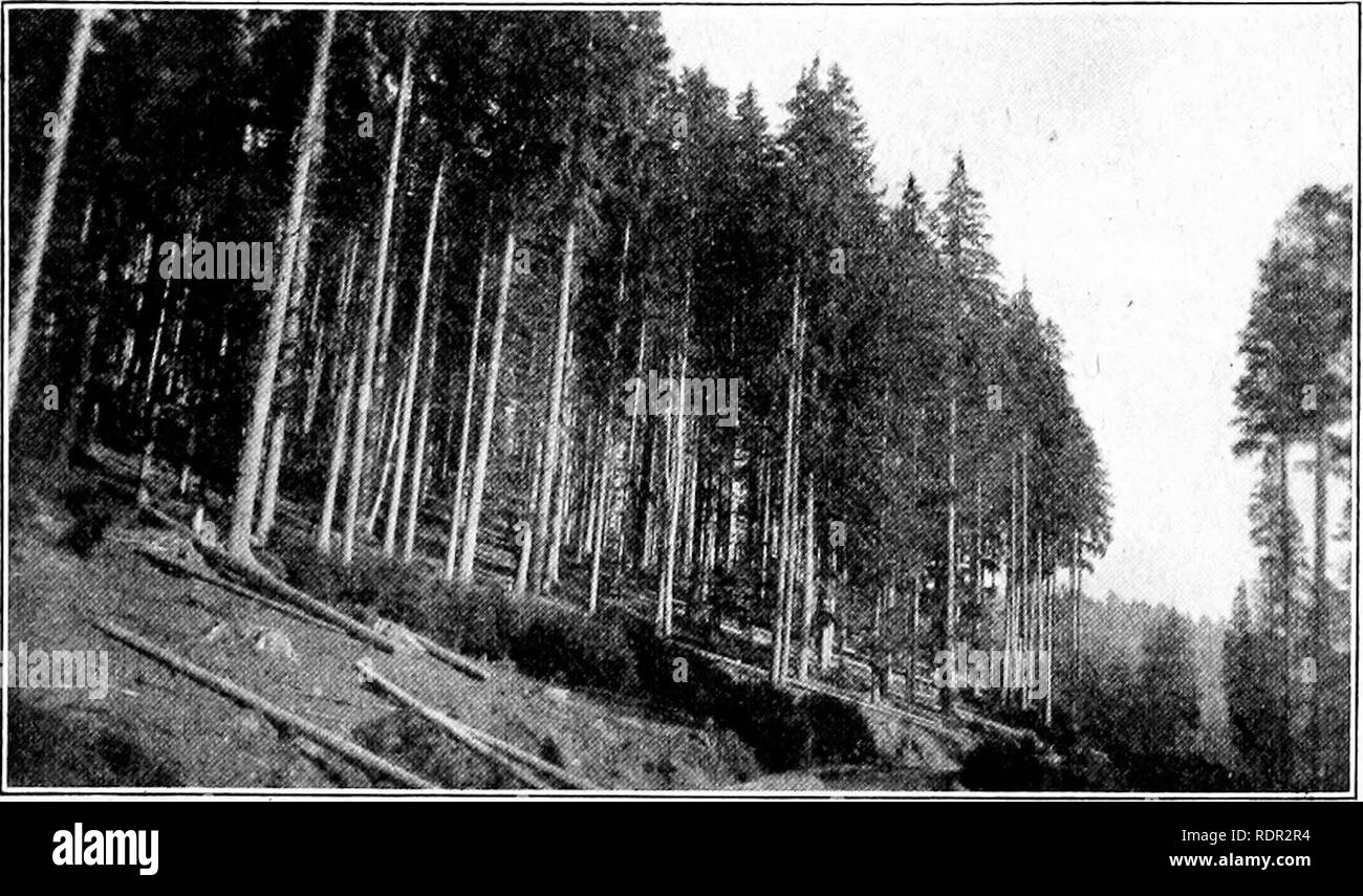 . Impressionen der europäischen Forstwirtschaft: Buchstaben während eines sechs Monate Besuch in England und auf dem Kontinent geschrieben. Wälder und Forstwirtschaft. Solche Dinge in Deutschland haben!), und der Rest, wie - sichergestellt, dass mit den Tipps, wird er nicht überschritten 5 $ oder $ 6 haben, amerikanisches Geld. In kleineren Städten der Vorteil an den Inhaber der Kontrollen Amerikanische Reisende' ist sogar noch deutlicher. Wer so geneigt ist, kann wie ein Prinz auf einem sehr wenige Dollar am Tag leben. Aus ganz anderer Sicht: Die atti-tude auf Amerikaner in Ger manifestiert - viele ist eine Frage des Interesses. Es scheint keine Feindschaft zu werden, aber nur freundlicherweise feeli Stockfoto