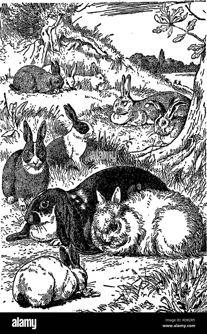 . Tierische Konkurrenten; Gewinne und Verluste aus dem Wilden vierbeinigen Bewohner der Farm. Zoologie, Wirtschaftliche. Die thnfl* raDDlta tb^ Tbw in der Nähe von t) M W^v " 135210 Silber Grau (dunkel), tlie SDnr Craun (oiLddle). und tfaa Polltlu Tbft big Rab^t mit Th^ aMi Itandlag quUa "rect U Th" Plvnish Glut, ud tha ona nexC. Tfi ausblenden teblod der tiee, Jk ein PaUgoidaiL ffext Koma tha zwei blacfe> Aad-wbit^ wbleh rebblti, ein Holländer. Das Mtf rabbtt vltb sehr lange Eara! • Eine lop-gesorgt, Kaninchen und tba whtta Eine neben U la" ein Angora. Tbe laat La einen Hlmabyaa.. Bitte beachten Sie, dass diese Bilder aus gescannten Seite Bilder extrahiert werden. Stockfoto