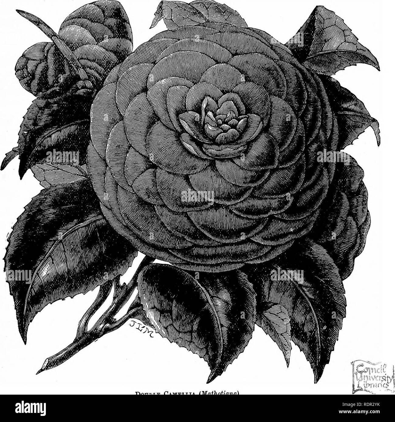 . Die cassell beliebte Gartenarbeit. Im Garten arbeiten. GEEEN - Haus pflanzen. 361 eingelocht, Torf, da es schneller das Wachstum fördert,; aber, wo kurz- gelenkwelle Holz und einem plenti - ful Lieferung von Blumen ist das Objekt in Aussicht, Sie zu ungefähr gleichen Teilen von Torf und gute turfy Lehm, mit dem Zusatz von ein wenig scharfen Sand. Wir haben junge Wucherungen beginnen zu starten, auch wenn die Blumen nicht gelöst haben sollte. Viele Praxis ein System der Blumenerde genauso wie die Pflanzen beendet haben, ihr Holz zu gestalten, aber wir sind aus Erfahrung davon überzeugt, dass, wenn frische Erde für eine Anlage notwendig ist, muss es sein. Doppel Camellia (Mafhot Stockfoto