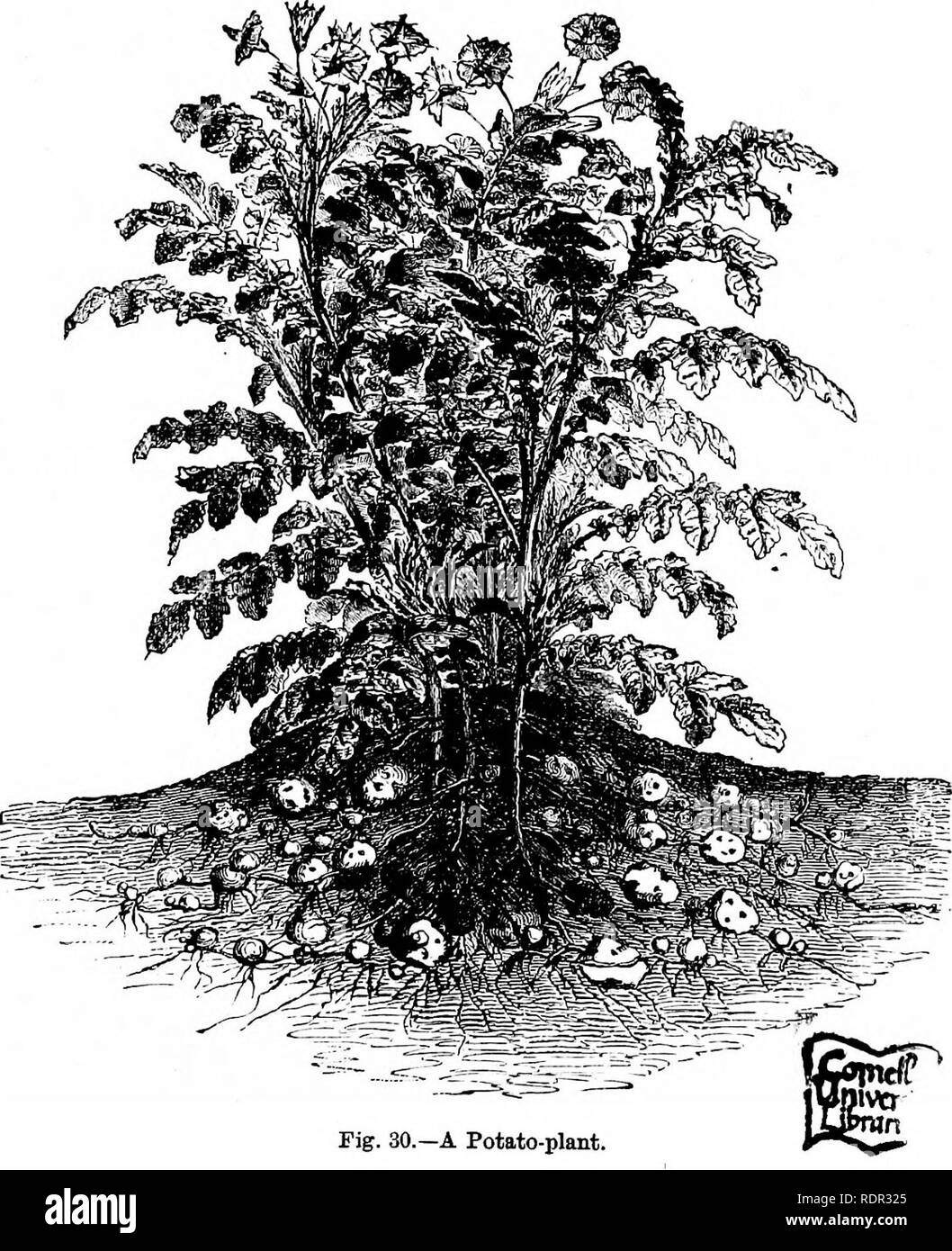 . Die cassell beliebte Gartenarbeit. Im Garten arbeiten. .300 ist CASSELL POPULAE GAEDENING. "R eine Spargel-schießen, der Natur, von denen letztere offensichtlich ist. Es ist in der Tat ein Terminal Hud, wie vor descrihed, Hütte, in der die zentralen por- enorm verdickt ist, die aufhört zu wachsen - an der Spitze (eindeutige), jedoch ist in der Lage lateral Wachstum durch die Entwicklung der Triebe aus den "Augen", - als Maj - gesehen, wenn "Sets" oder so genannte "seed-propagieren. Aus den oberirdischen Teil der Stammzellen der Erdbeere Fragen einen langen, schlanken Ast, der in einer Knospe beendet, in Stockfoto