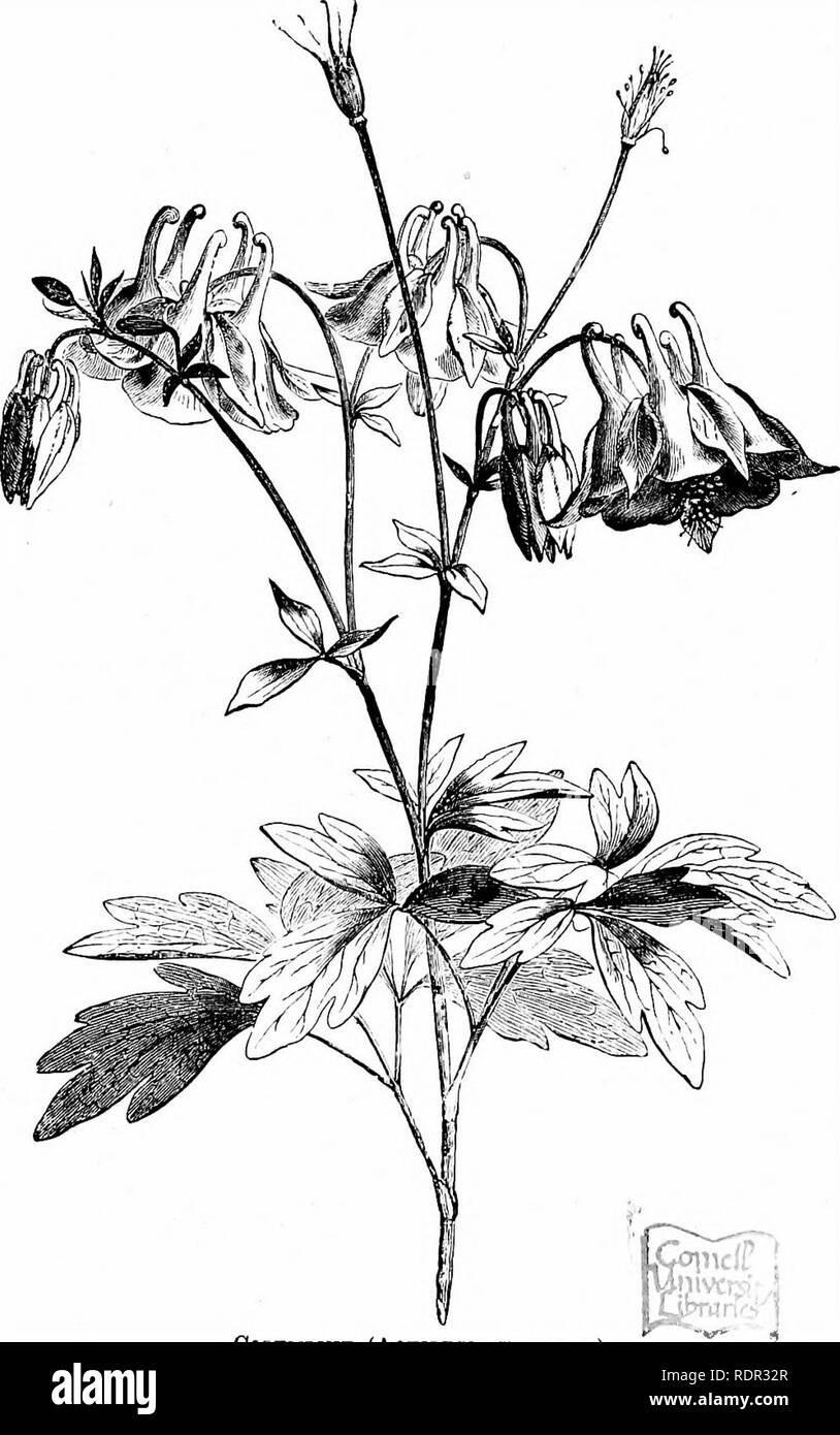 . Die cassell beliebte Gartenarbeit. Im Garten arbeiten. 292 Der CASSELL POPULAK GAEDENINQ. In jeder der fünf Blütenblätter in einem gekrümmten hom beendet - wie Sporn. Wir haben jetzt schon viele schöne Sorten in unseren Gärten haben, Hütte Es ist zweifelhaft, ob wir viel über das hinaus, was unsere Vorfahren hundert und fünfzig Jahren besessen haben; dann "gab es große Sorten dieser Pflanze, die Blumen sind sehr gut gefüllt, und schön va-riegated mit Blau, Violett, Rot, und Weiß." Aber wir haben einen großen Vorteil gegenüber unseren Vorfahren, auf dass wir In-herit Mehrere sehr schöne und eindrucksvolle Art t Stockfoto