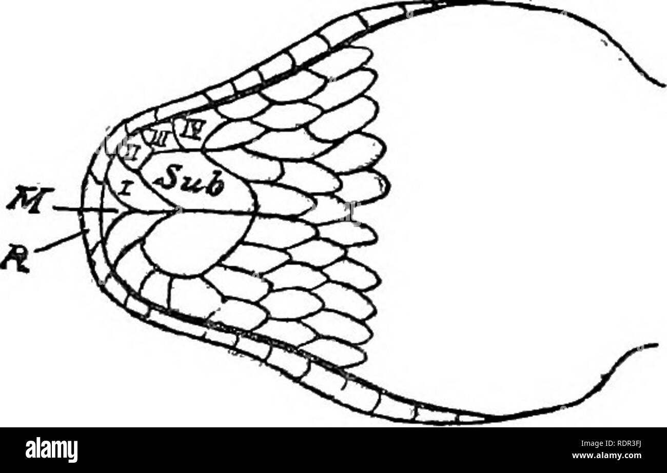 . Die giftigen terrestrischen Schlangen unserer British Indian Herrschaften, darunter Ceylon, und wie Sie diese erkennen; mit Symptomen der Schlange vergiftet und Behandlung. Schlangen; Schlangen. Die Entfernung zu den nasenflügel und größer ist als der Abstand zum Rand der Lippe, 2 Reihen von Skalen zwischen ihm und dem suprala - bials. fiapralaliah. - Die 4 isl die größte der Serie (selten, 3.). SuUmguals touch 3 oder 4&lt; infralabials und 2 kleinen Skalen hinter sich. Infrala - bials 4 (selten 3), die 4 Touch - 2 Skalen hinter ing. Skalen in Mittellinien-arbeitsscheinwerfer 27. bis 37. Ventrals nicht gezahnte seitlich. Suhcati-dals iind Stockfoto