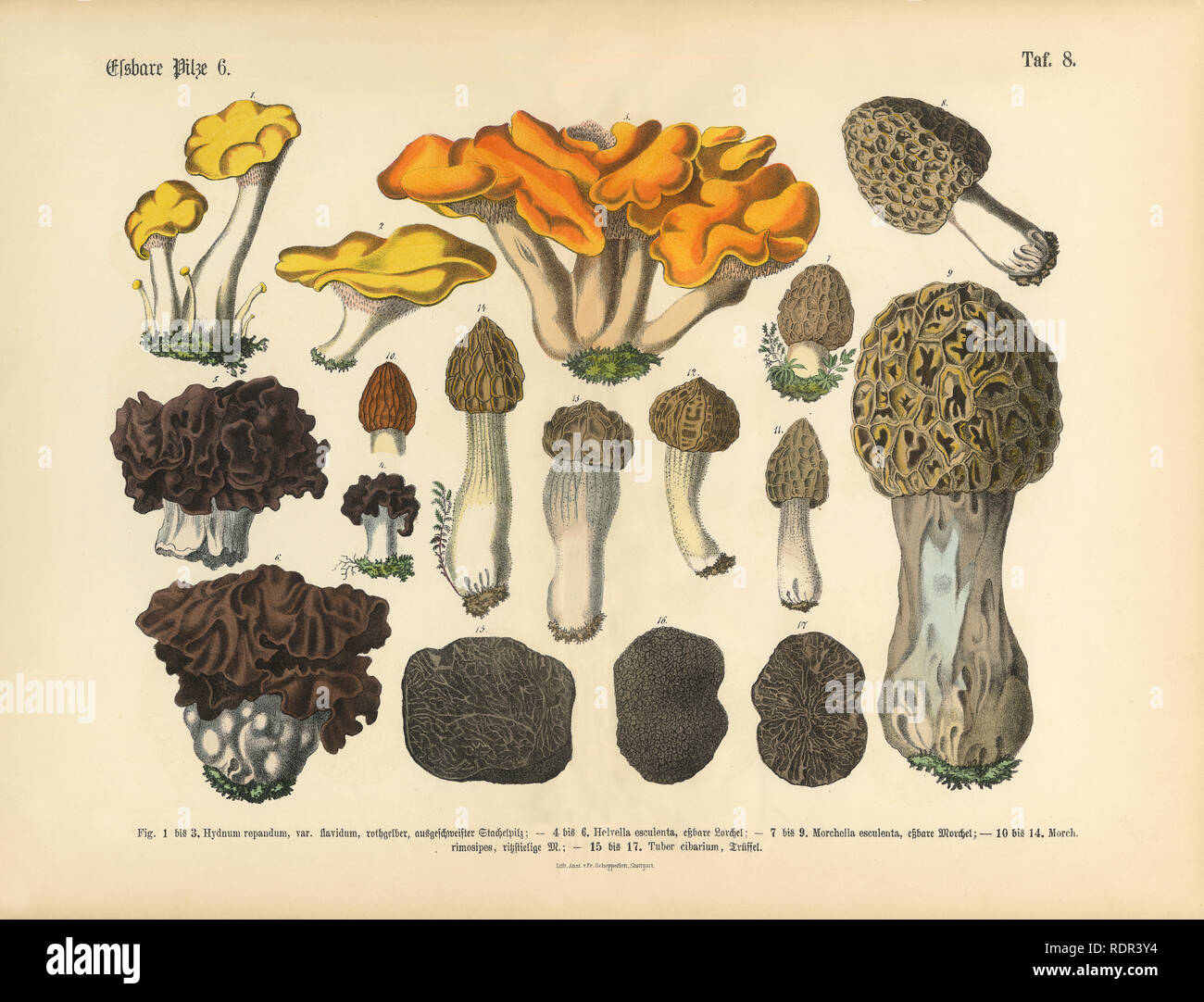 Essbare Pilze, viktorianischen botanischen Abbildung Stockfoto