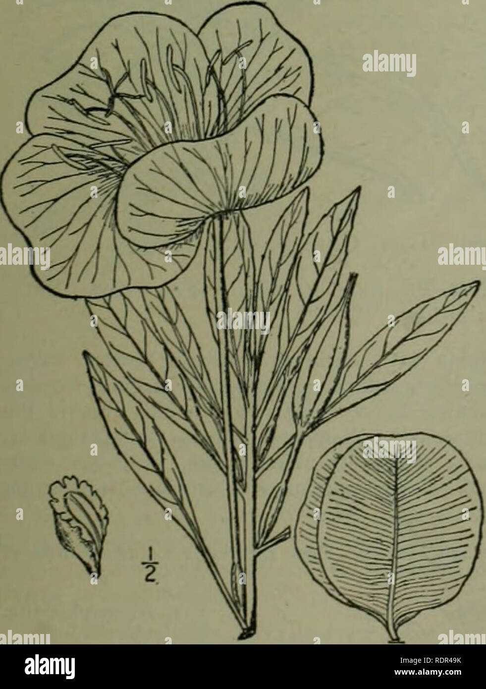 . Eine Illustrierte Flora von der nördlichen USA, Kanada und die britischen Besitzungen: von Neufundland zu den Parallelen der südlichen Grenze von Virginia und vom Atlantik westwärts nach dem 102 Meridian. Botanik. 15. MEGAPTERIUM Spach, Hist. Veg. 4: 363. 1835. Niedrige mehrjährige Kräuter mit Stout sparsam verzweigte Stängel. Zahlreiche Blätter, Alternative, schmal, ganzen oder leicht gezahnt. Blumen perfekt, wenige, aber große und auffällige, Achsel, Gelb. Kelch-Tube sehr länglich, in Richtung der Kehle geweiteten; Kelch-Segment schmal, die Tipps in der Knospe. Blütenblätter 4, ausbreiten. Staubblätter 8, die Stockfoto