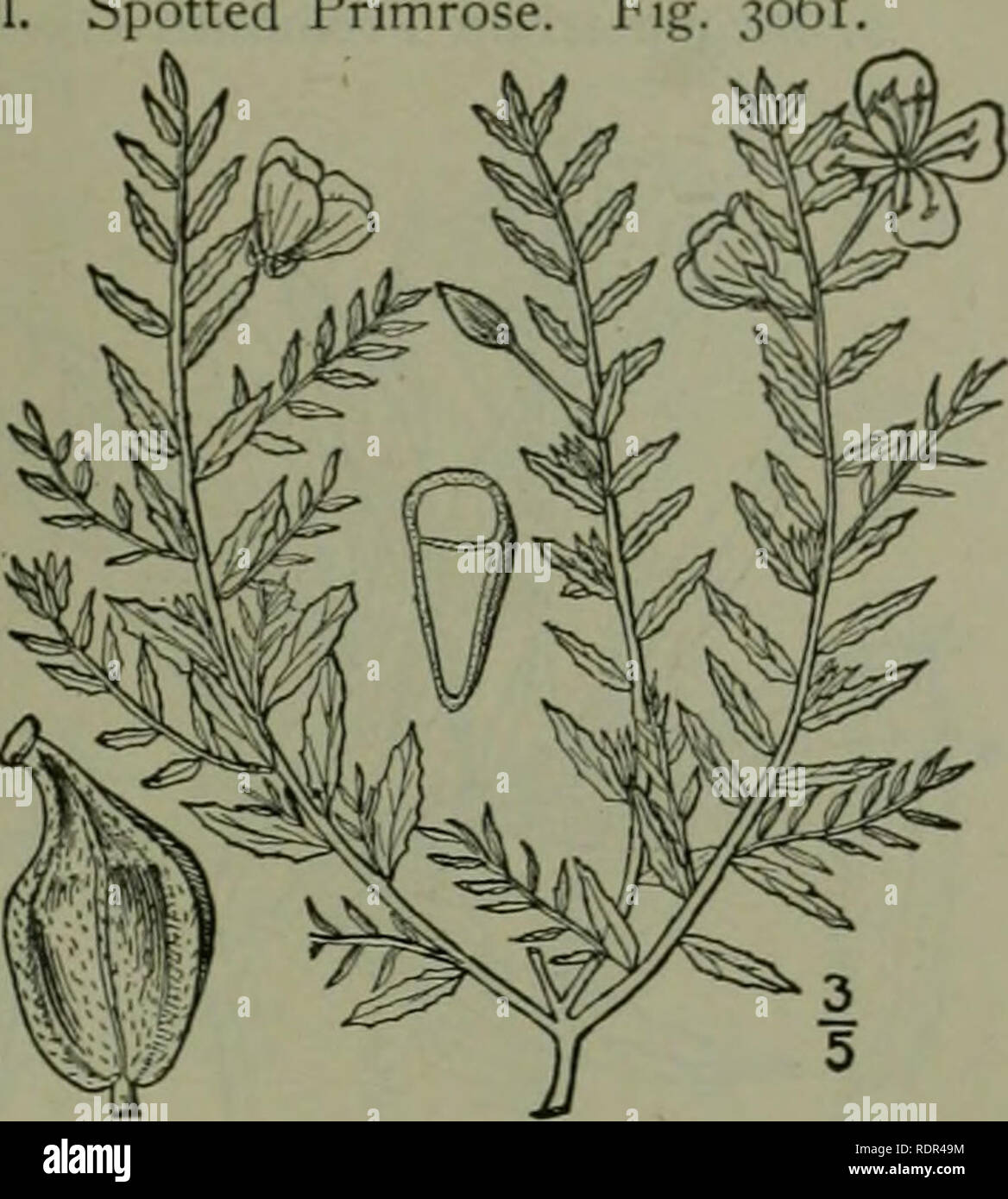 . Eine Illustrierte Flora von der nördlichen USA, Kanada und die britischen Besitzungen: von Neufundland zu den Parallelen der südlichen Grenze von Virginia und vom Atlantik westwärts nach dem 102 Meridian. Botanik. Gattung 14. EVEXIXG-primrose Familie. I. Gaurella canescens (Torr.) Klein. Primrose entdeckt. Abb. 306 Epilobium canescens Torr. Frem. Rep. 315. 1845. Epilobium giiltulata Geyer; Haken. Lond. Journ. Bot. 6: 222. 1847. Gaurella guttiilata Klein, Bull. Torr. Club 23:183. 1896. Diffus aus der Nähe oder an der Unterseite, 4'-8' hohe verzweigte, canescent mit appressed Haare, die branc Stockfoto