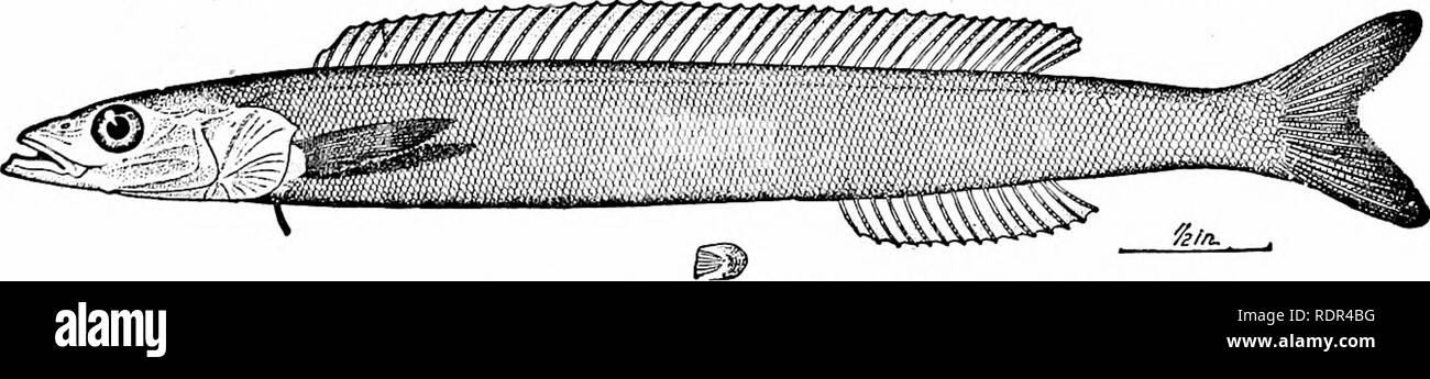 . Fische. Fische. Der schleimfische: Blenniids 73: Sand - Lanzen: Anunodytidae. - In der Nähe der OpJddiidcB sind die kleine Familie von Sand platziert - Lanzen (Ammodyiidce). Diese Familie umfasst kleine, schlanke, silbrigen Fische, sowohl der Arktis und tropischen Meeren, entlang der Küste und in der Gewohnheit der sie begraben - selbst in den Sand unter der Brandung im flachen Wasser. Die Backen sind zahnlos, der Körper kaum schuppige und von vielen Kreuz durchgestrichenen Falten der Haut, die viele geröntgt Rückenflosse ist ohne Stacheln, und die bauchflossen, wenn vorhanden sind Vena jugularis. Die Arten der Familie sind sehr ähnlich. Ihre große ab Stockfoto