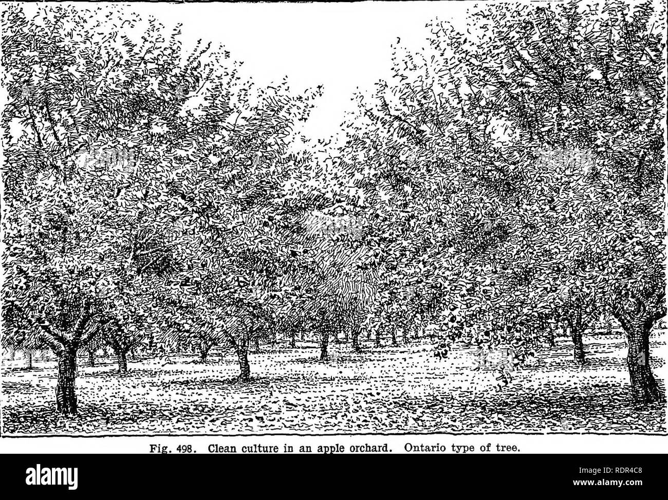 . Cyclopedia von landwirtschaftlichen Kulturpflanzen, einem beliebten Umfrage von Pflanzen und pflanzliche Methoden in den Vereinigten Staaten und Kanada;. Farm produzieren; Landwirtschaft. 348 OBSTBAU OBSTBAU OBSTBAU. Schweine. 498-505. Kein Zweig der amerikanischen Landwirtschaft hat eine vollständige Anpassung an moderne Anforderungen und Bedingungen als Obst- gezeigt: Es hat sich zu einem großflächigen und echten Bauernhof Enterprise; das Feld Praktiken haben vollständig innerhalb einer zwanzig Jahre geändert; die Produkte kommen von nationaler Bedeutung zu sein. Personen jetzt kaufen Bauernhöfe für den alleinigen Zweck der Erhöhung Obst auf Sie, und auf dem husba gemischt Stockfoto