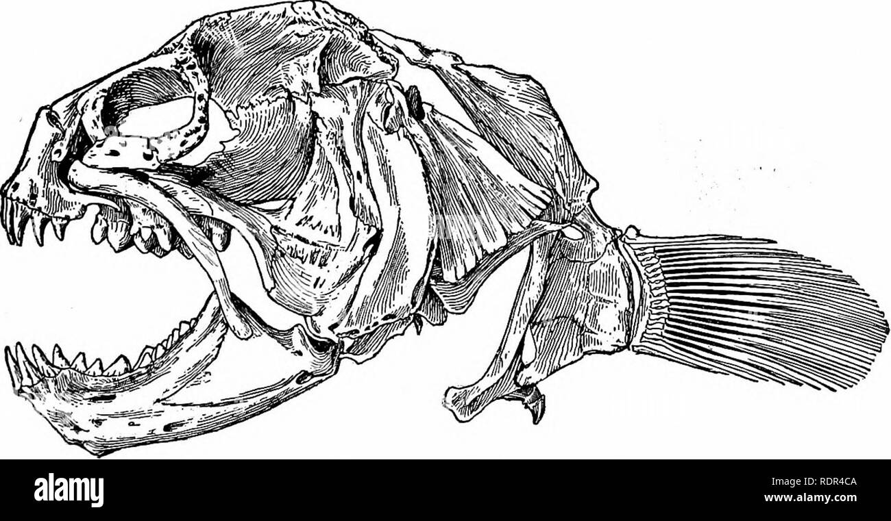 . Fische. Fische. .?,*N"&gt;-. V N'..'0' f*-^ "'* Abb. 634.-Wolf - Fisch, Anarhichas Lupus (L.). Georges Bank. Die Arten sind große, leistungsfähige, gefrässigen Fischen, wie Wolf - Fische bekannt. Anarhichas Lupus ist die gemeinsame Wolf-Fische der Nordatlantik, erreichen eine Länge von vier bis sechs Fuß, der Körper. Abb. 635.- Schädel von Anarrhichthys ocellatus Ayres. Durch die dunklen Kreuz markiert - Bands. Andere ähnliche Arten sind sowohl im Nordpazifik und im Nordatlantik gefunden. Anarhichas lepturus, einfachen braunen in Farbe, ist häufig über die Aleuten. Bitte beachten Sie, dass diese Bilder aus gescannten extrahiert werden Stockfoto