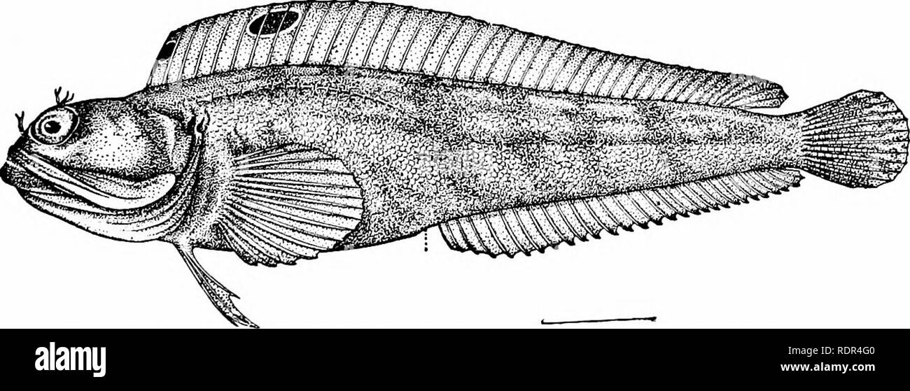 . Fische. Fische. Kapitel XLIV DER SCHLEIMFISCHE: BLENNIID^[er große Familie der Schleimfische, BlenniidcB, enthält eine große Anzahl von Spezies mit Körper dehnen, ntimerous Dor-sal Stacheln, ohne Suborbitale bleiben oder Saugen-Disk, und der Vena jugularis ventrals, falls vorhanden, und der Wirbelsäule und weniger als fünf Weichen strahlen. Die meisten von Ihnen sind klein, über Felsen auf das Meer - Küste von allen Regionen. Im allgemeinen sind sie aktive Fische, von stattlichen aber dunkle Färbung, und in den verschiedenen Teilen der Gruppe ist die große Vielfalt der Struktur gefunden. Die Tropische Formen unterscheiden sich von denen der arktischen Regionen in der m Stockfoto