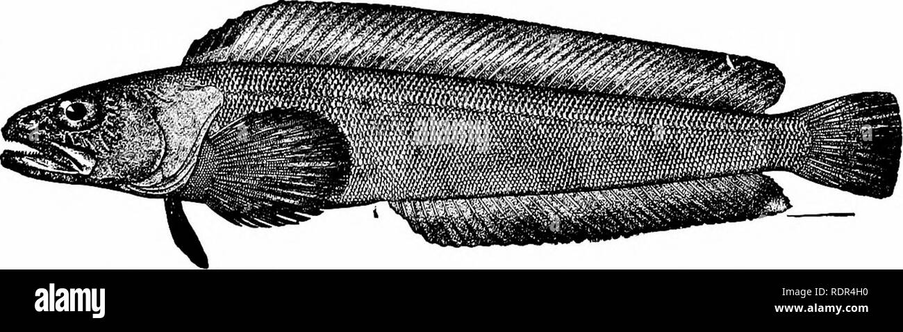 . Fische. Fische. Unterordnung Jugulares 71^ Japan und zahlreiche andere in den Gewässern von Polynesien. Pseu-deleginus inajori der Italienischen Miozän muss in der Nähe von Para-percis. Die Bathymasteridw oder ronquils, sind vielleicht alhed der Nototheniida; sie ähneln den OpisthognathidcB, aber die Kiefer sind kürzer und Sie haben eine große Anzahl von vertebree wie es sich für ihre nördlichen Verteilung. Jordani Ronquilus ist im Puget Sound und Bathymaster signatus in Alaska gefunden. Die ventrale Strahlen sind ich, 5, und die vielen geröntgt dorsalen hat ein paar schlanke Stacheln vor. Die Leptoscopidae. - Die Leptoscopidw Neuer Eifer Stockfoto