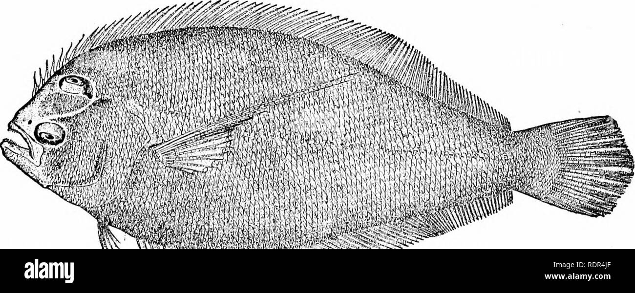 . Fische. Fische. 698 Unterordnung Heterosomata Brill, Bothus Raute, ist ein Fisch von Südeuropa, tief und mit glatten Schuppen bedeckt. Sehr ähnlich, aber viel kleiner ist die Hälfte translu-cent gesprenkelte Flunder unserer Atlantikküste (Lophopsetta macu-lata), im Volksmund bekannt als Fenster - Fenster. Diese Art ist zu klein viel Wert als Lebensmittel zu haben. Eine weitere Spezies, ähnlich den Brill in technischen Zeichen aber sehr unterschiedlich erscheinen, ist der Steinbutt, Scophthalmus maximus, Europas. Dieses große Flunder hat einen sehr breiten Körper, maßstabloses aber bedeckt mit warty Tuberkel. Es Stockfoto
