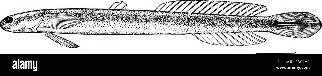 . Fische. Fische. 678 Gobioidei, Discocephali und Tsniosomi durchscheinend ist der kleine Japaner Shiro-uwo oder Maräne, Leuco - psarion petersi. Mistichthys luzonius der Philippinischen Inseln, einem anderen durchscheinenden Grundel, wird gesagt, die kleinste der Verte - brates, um ausgereifte auf einen Zentimeter in der Länge. In dieser Minute Fisch ist so sehr reichlich, wie sie zu einem wichtigen Artikel von Lebensmitteln in Luzon geworden. Der Rang des "kleinsten bekannten Wirbeltiere" hat wiederum behauptet, für die lanzettfischchens {Asymmetron lucayanum), die oberen Minnow, Heterandria formosa, und der Zwerg sunfish {Elassoma zonatum). Misticht Stockfoto