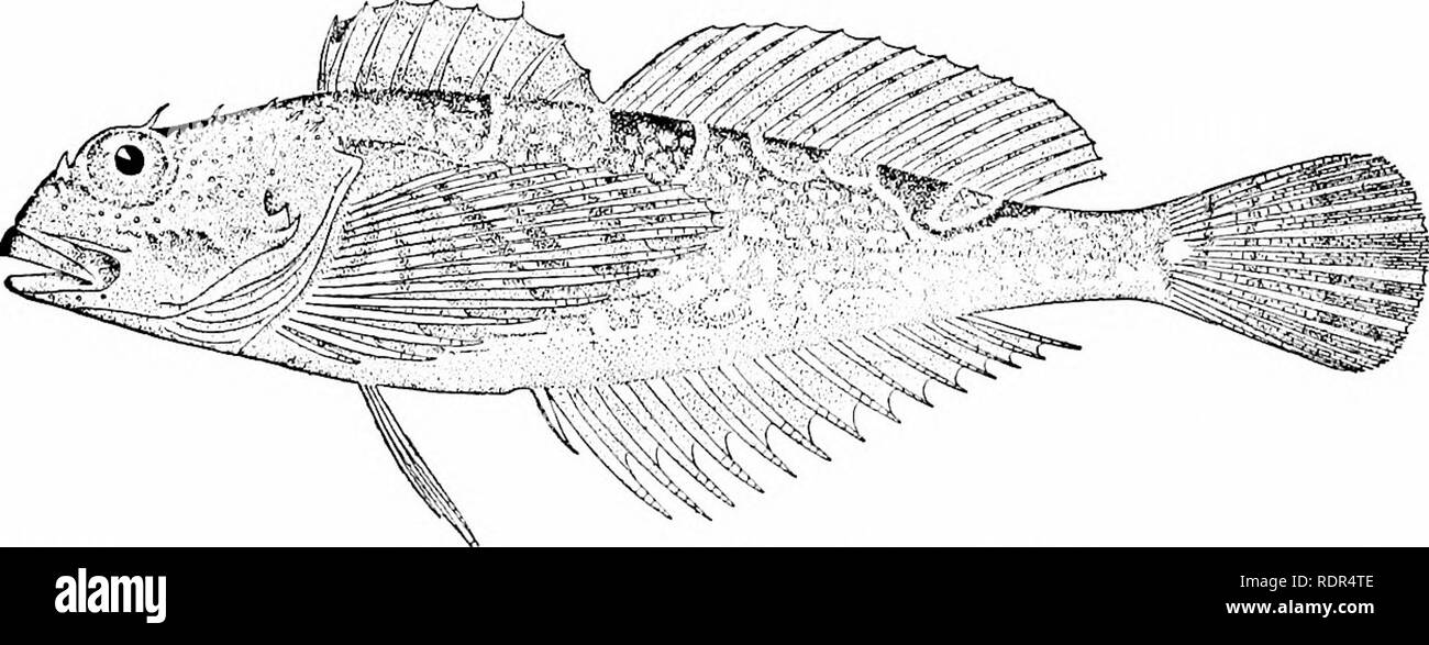 . Fische. Fische. 66 o Pareioplits, oder per Post-Wange Fische tinct Familie. Aber der rückenflossenstacheln sind ebenso zahlreich in Jordanien, die in das entgegengesetzte Extrem Der cottoid Serie steht. In AscelicMiys (rhodorns), eine hübsche sculpin der Rock - Pools der Oregon Region, die Bauchflossen vollständig verloren sind. Ereimias grallator, einer tiefen Wasser sculpin aus Japan, ohne ventrals und. Abb. 566. - Oligocottus maculosus Girard. Sitka. Mit kostenlosen Strahlen unterhalb der Brüste, sollte vielleicht eine eigene Familie darstellen, EreuniidcB. Die Degeneration der Dornfortsätze dorsalen in Psychrolutes und Gil bert Idi ein t Stockfoto