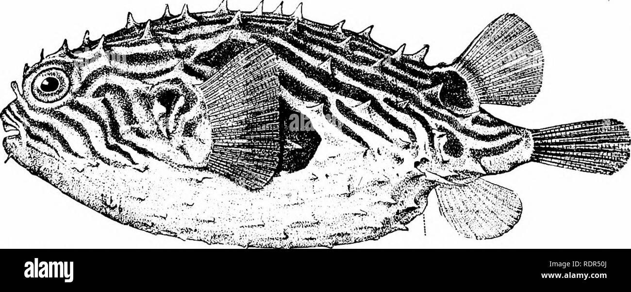. Fische. Fische. 634 Serie Plectognathi und drei - verwurzelt. Alle sind giftig, vor allem in den äquatorialen Meere. In Diodon die Stacheln sind sehr lang, das vordere, mindestens, beweglich. Die gemeinsame Porcupine - Fisch, Diodon hystrix, ist in allen Meeren foimd, und oft in Hülle und Fülle. Es ist eine träge Fisch, Olivenöl und mit schwarz gefleckt. Er erreicht eine Länge von 2 Meter oder mehr, und durch seine lange Stacheln ihn gründlich von allen Feinden geschützt ist. Eine zweite Art, die ebenso häufige, ist das geringere Porcupine - Fisch, Diodon holacanthus. Bei dieser Spezies, die frontale Stacheln sind länger als die hinter dem Stockfoto