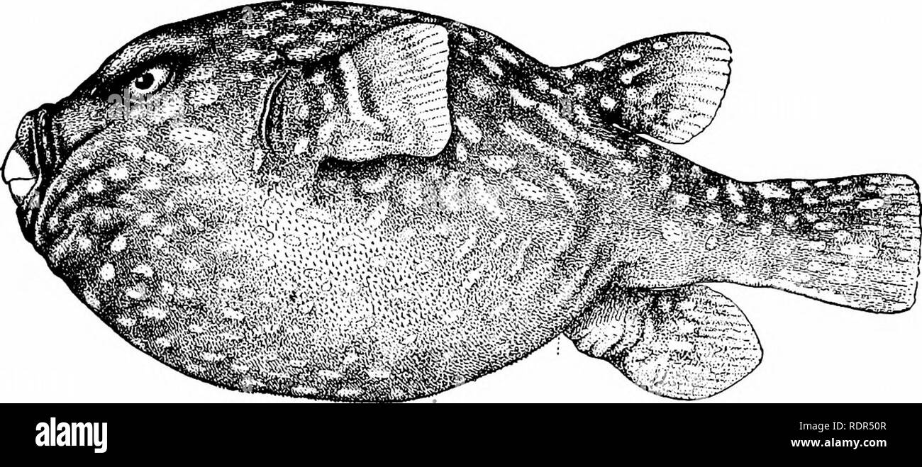 . Fische. Fische. Serie Plectognathi '33 sind alle sehr klein, drei bis sechs Zentimeter in der Länge, und hübsch gefärbt. In Westindien Tropidichthys rostratus gefunden wird. Tropidichthys solandri Überfluss in der Südsee, Matt orange mit blauen Flecken. Tropidichthys rivulatus ist in Japan und einigen anderen Arten sind in Hawaii. gefunden. Abb. 529 - "Bristlj Gloljefish, Tetraodon aetosus Rosa Smith. Clarion Insel, Mex. Andere Arten auftreten, an der Westküste von Mexiko, in Poly-nesia und in Ostindien. Das STACHELSCHWEIN - Fische: diodontidae. - In den übrigen Fami-Lügen der Gymnodontes, gibt es n Stockfoto