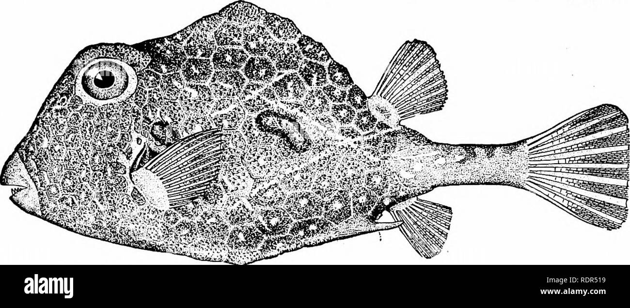 . Fische. Fische. Serie 629 Plectognathi immaculatus, die gemeinsame Arten von Japan, ist ohne Stacheln; Ostracion sebw von Hawaii und Samoa ist ein tiefes, sattes Blau mit Flecken von golden. Aracana ist auch der Ost-indischen Ursprungs; Ara-cana aculeata, mit zahlreichen Arten, ist in Japan allgemein. Abb. 533.- Hornlosen Kofferfische, Ladophrys trigonus (Linnieus). Tortugas, Fla. Ein fossiler Arten Ostracion {0. micrunmi) wird aus dem Eozän von Monte Bolca bekannt. Die Gymnodontes. - Die Gruppe der Gymnodontes, die Zähne in eine Schildkröte - wie Schnabel, tragen noch den Degen - Abb. 524.- Skelett der Cowfish, Stockfoto