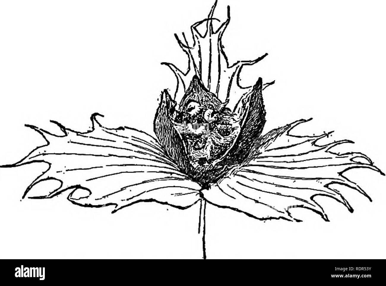 . Cyclopedia von landwirtschaftlichen Kulturpflanzen, einem beliebten Umfrage von Pflanzen und pflanzliche Methoden in den Vereinigten Staaten und Kanada;. Farm produzieren; Landwirtschaft. Abb. 361. Mezican cottonboll-Rüsselkäfer. Vergrößert. Kg. 362. Larven der Mezican Baumwolle-boU-Rüsselkäfer. Mehr vergrößert. überhaupt, ist, Sie zu töten, durch eine gründliche Winter cultiva-tion, und halten Sie alle Vegetation im frühen Frühling. Die Baumwolle-worm (Aletia argiUacea), {boUworm Heliotkis armiger) und mexikanischen cottonboU-Rüsselkäfer {Anthonomus grandis) sind nicht so leicht zu kontrollieren, und ihre verheerenden Auswirkungen waren teuer. Die Baumwolle-Wurm ist jetzt leichter kontrolliert als früher. Ich Stockfoto