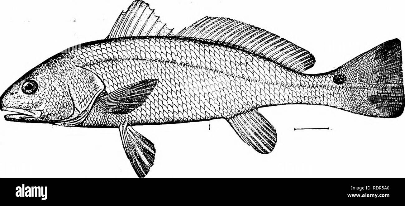 . Fische. Fische. 57 70 Surmullets, Croakers, etc. Ein weiterer großer Fisch, der ähnlich wie der Red drum. Pseudo-scicBna antard - ica ist die kingfish von Australien. Zu ScicBna gehören viele Arten, vor allem asiatische, mit dem Mund unterlegen, ohne barteln, die Zähne klein, und der konvexen Schnauze, die mit den Schleimhäuten Poren. ScicEna umbra, die ombre, ist die gemeinsame europäische Arten, Scicena saturna, der Schwarze roncador von Cali-fornia, so wie es. Scicuna deliciosa ist einer der am meisten geschätzten. Abb. 462.- Red Drum, Linni Scimnops ocellata - eus. Texas. Essen - Fische von Peru, und Scicuna argentata bewertet Ich Stockfoto