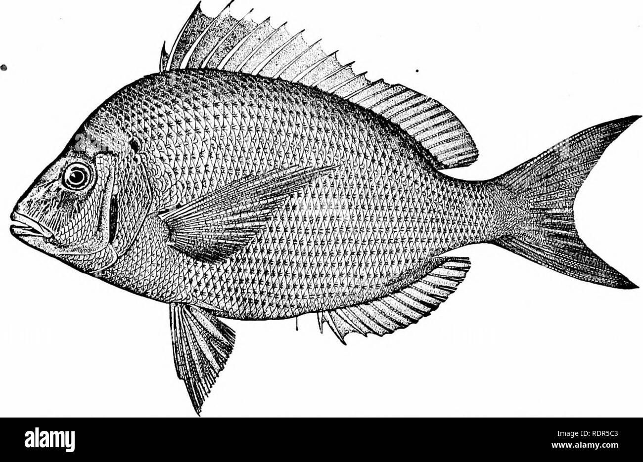 . Fische. Fische. 558 Die Bass- und ihren Verwandten sehr ähnlich dem porgy ist der berühmte rote Tai von akadai von Japan {Pagrus major), ein Fisch so hoch geschätzt wie, mit der aufgehenden Sonne und die Chrysantheme, eine Art Hoheitszeichen. In alle Drucke und Bilder der Fisch - Gott ebisu (Abb. 448), Geliebte des japanischen Volkes, wird mit einem roten Tai unter dem Arm. Diese Art, überall reichlich vorhanden, ist Crimson in Farbe, und das Fleisch ist zart und ausgezeichnet. Eine ähnliche Art ist. Abb. 449.- Scup, Slenolomus chrysops (Linnaeus). Woods Hole, Massachusetts der Bekannte und reichlich "schnapper Stockfoto