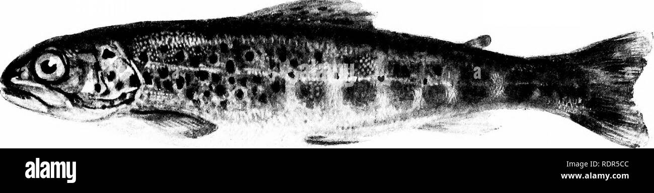. Das Meer - Forelle. Eine Studie in der Naturgeschichte. Salmoniden; Fisch - Kultur; Angeln. . Bitte beachten Sie, dass diese Bilder sind von der gescannten Seite Bilder, die digital für die Lesbarkeit verbessert haben mögen - Färbung und Aussehen dieser Abbildungen können nicht perfekt dem Original ähneln. extrahiert. Lamond, Henry. London, Sherratt &Amp; Hughes Stockfoto