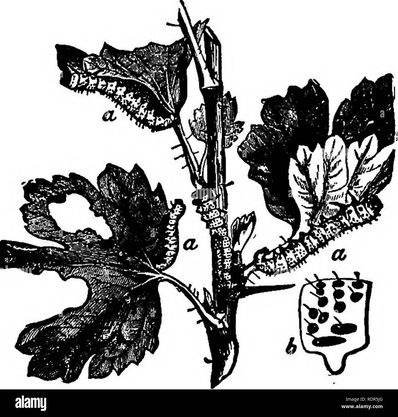 . Erfolgreiche Obst Kultur; ein praktischer Führer für den Anbau und die Verbreitung von Früchten. Obst - Kultur. Schädlinge 345 Remedy - Sobald die kleine Löcher zu erscheinen beginnen in den Blättern die Büsche mit pulverisiertem Nieswurz gespritzt werden sollte, ein Tablespoonful zu zwei Gallonen Wasser, oder Paris Grün, ein Teelöffel auf die gleiche Menge Wasser. Wenn eine große Plantage behandelt werden müssen, der Bordeaux Mischung verwendet werden soll, hinzufügen von Paris Grün, ein Viertel Pfund zu 50 Gallonen. Johannisbeere Anlage Laus oder Aphis {Aphis ribis) - viele Jahreszeiten die Blätter unserer Johannisbeere Sträucher bis zu kräuseln. Schwein. 131 - johannisbeere Würmer E Stockfoto