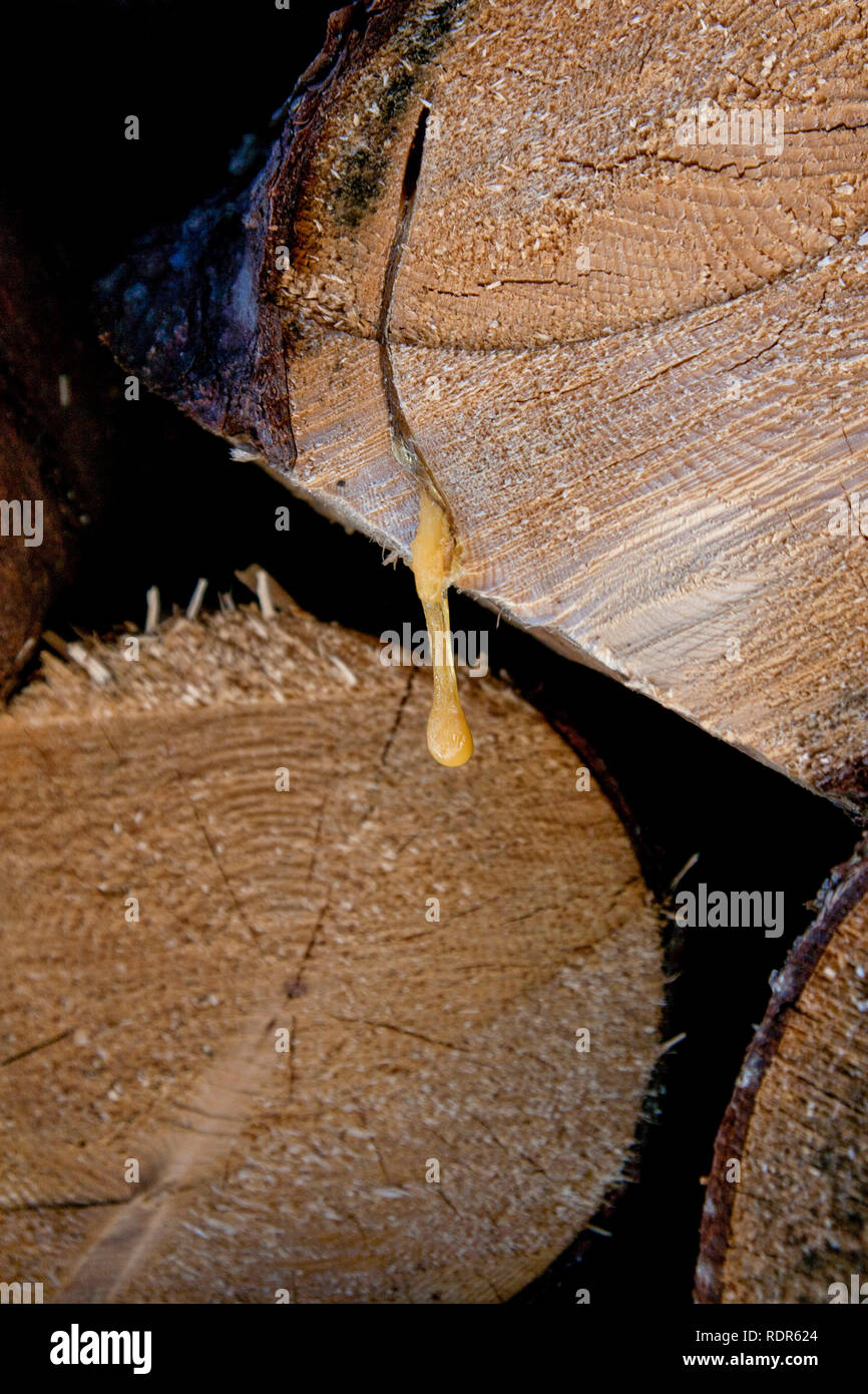 Detail von Baumharz aus einem Stamm. Stockfoto