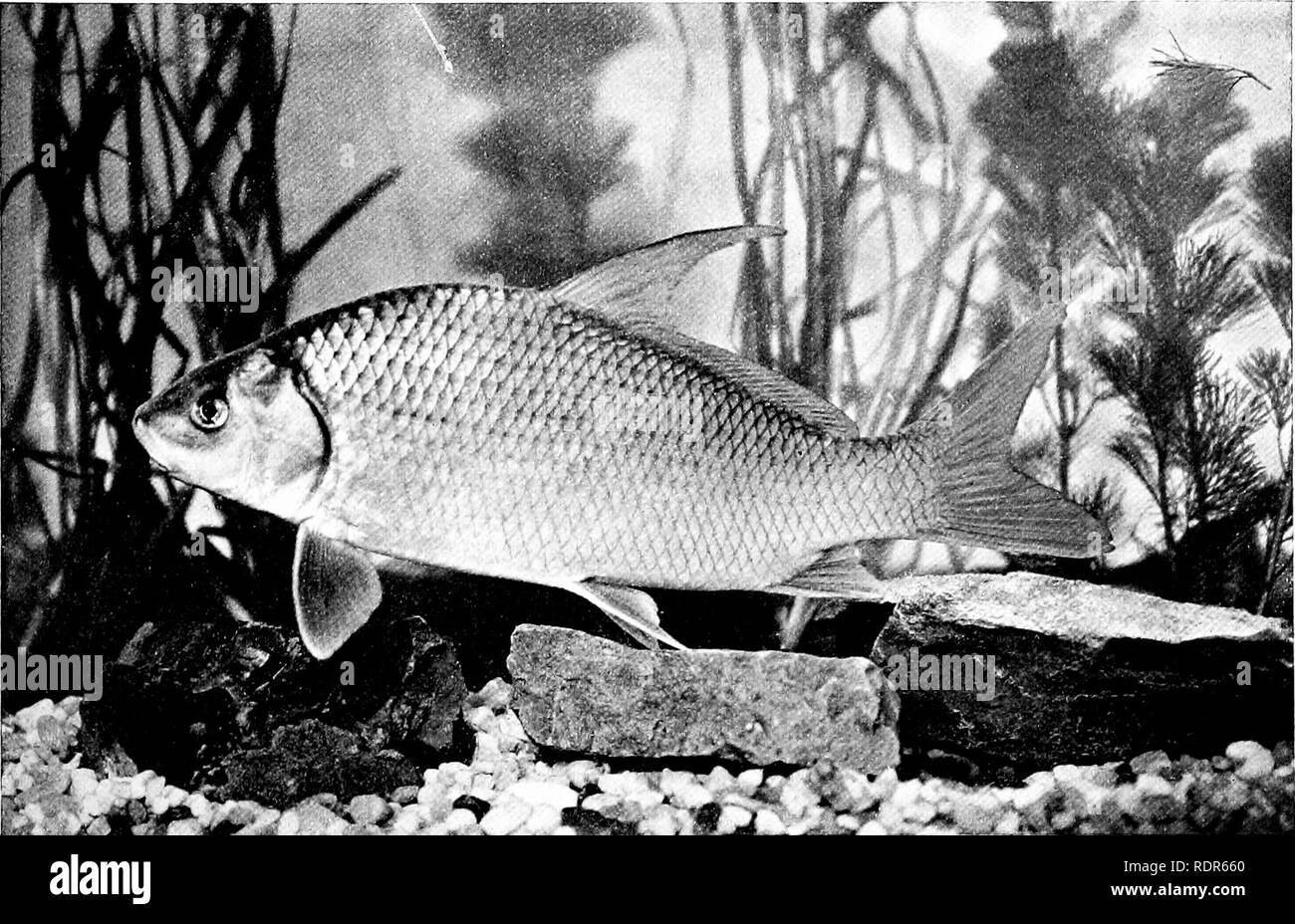 Trottel Fische Schwarzweiß Stockfotos und  bilder   Alamy
