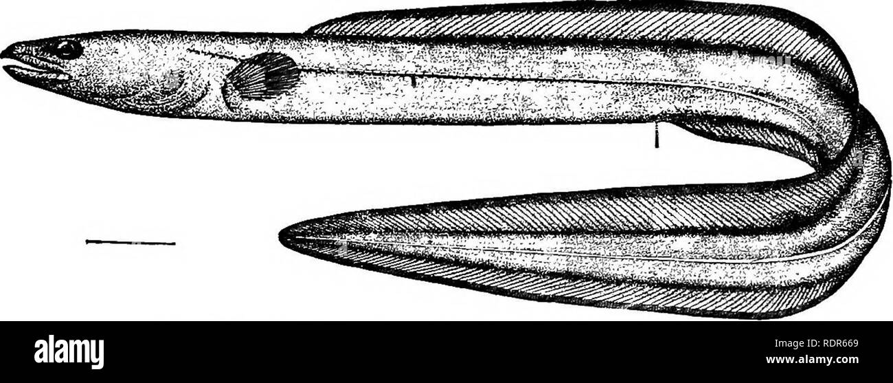 . Die Fische von North Carolina. Fische. Systematischer KATALOG DER FISCHE. Kranke Nasenloch in der Nähe von Marge von Auge, und gut entwickelte Brustflossen. Die bekanntesten Gattung, und die Einzige, die auf die vereinigten Coast Staaten vertreten, ist die folgende. Gattung LEPTOCEPHALUS Scopoli. Conger Aal. Meer Aale, ähnlich Anguilla und nicht immer getrennt durch die Fischer, sondern erreichen eine viel größere Größe und leicht durch die Abwesenheit von Skalen unterscheiden, etc. ein Zeichen, in dem diese Gattung von den anderen amerikanischen Gattungen der Familie unterscheidet (Congermursena und Uroconger) ist die Herkunft der Rückenflosse posteri Stockfoto