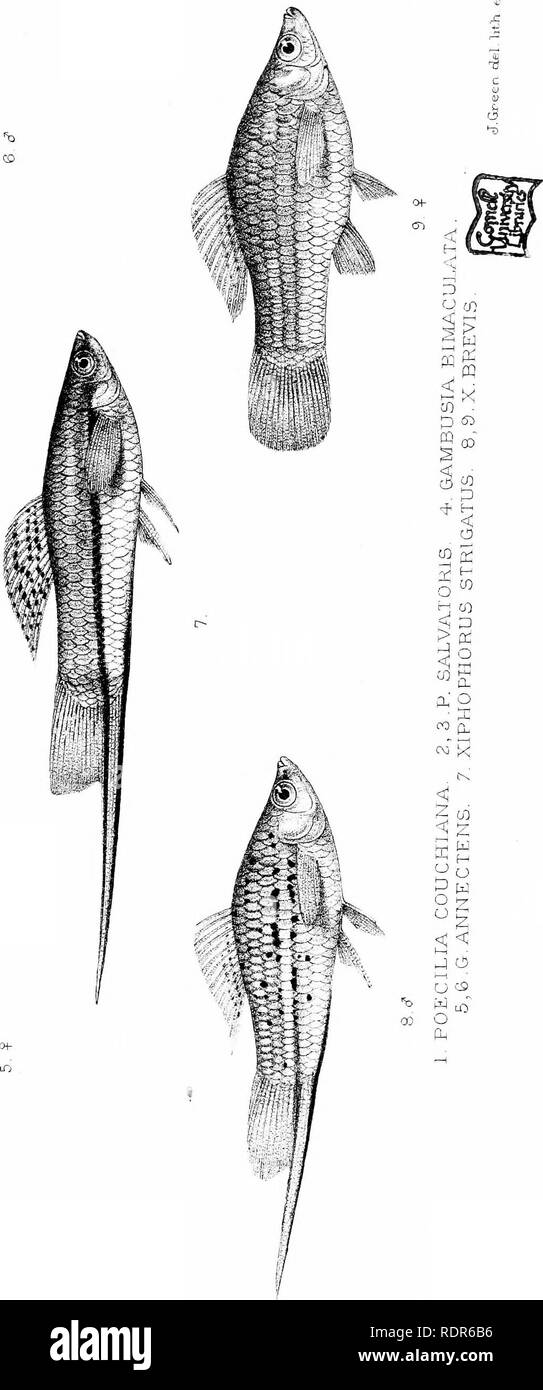 . Biologia centrali - Americana. Fische. Zoologie; Fische; Zoologie. Ich ^&gt;. Bitte beachten Sie, dass diese Bilder sind von der gescannten Seite Bilder, die digital für die Lesbarkeit verbessert haben mögen - Färbung und Aussehen dieser Abbildungen können nicht perfekt dem Original ähneln. extrahiert. Godman, Frederick Du Cane, 1834-1919. ed; Regan, Charles Tate, 1878 -. [London, Pub. Für den Editor von R. H. Porter] Stockfoto