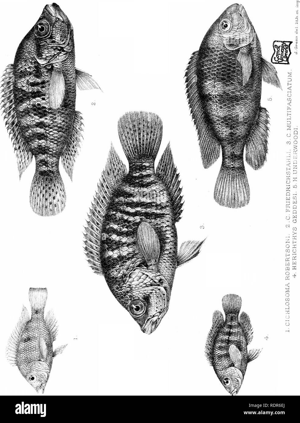 . Biologia centrali - Americana. Fische. Zoologie; Fische; Zoologie. . Bitte beachten Sie, dass diese Bilder sind von der gescannten Seite Bilder, die digital für die Lesbarkeit verbessert haben mögen - Färbung und Aussehen dieser Abbildungen können nicht perfekt dem Original ähneln. extrahiert. Godman, Frederick Du Cane, 1834-1919. ed; Regan, Charles Tate, 1878 -. [London, Pub. Für den Editor von R. H. Porter] Stockfoto