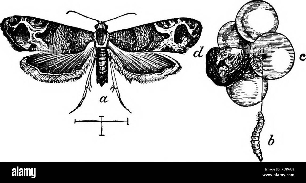 . Schädigende Insekten auf den Hof und Garten. Mit einem Kapitel auf nützliche Insekten. Insekten. Der Hof und Garten'. 239 Blätter des Weinstocks, auf eine Art und Weise im Wesentlichen cliaracteristic. Nach einem bestimmten Punkt mit Seide, der Wurm schneidet ein sauber oval Klappe, wobei es auf der einen Seite, und rollenden dieser Klappe, befestigt auf das Blatt, und bildet so für sich selbst ein gemütliches kleines Haus. Eine dieser Kokons ist in Abbildung 146, l vertreten, und obwohl der Schnitt ist manchmal weniger regelmäßig als in der Abbildung gezeigt, Es undoubt ist - Zweifel die normale Gewohnheit der Insekten nur wie ein Kokon als repr zu machen Stockfoto